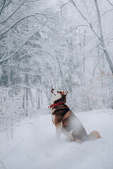Red husky hunting behavior, morning walk, soft blured snowy forest background © liza_m