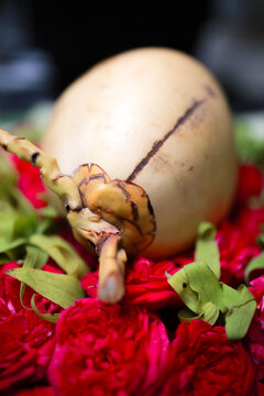 decorated coconut used in Javanese Traditional Wedding  Ceremony