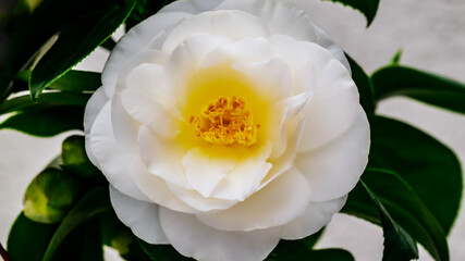 Fototapeta premium White flower blooms on a green plant in a garden during daylight hours