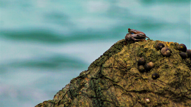 Small crab on algae covered coastal rock with limpets and ocean waves in Cabo Matapalo Costa Rica