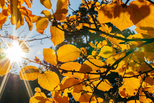 Bright sunlight shines through yellow leaves on a tree during autumn in a forest