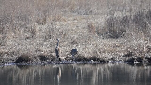 Two Sandhill Cranes by the Pond