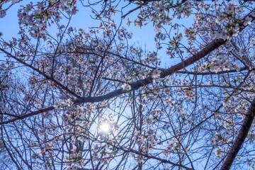 Fototapeta premium 青空に映える満開の桜と光条のコラボ情景