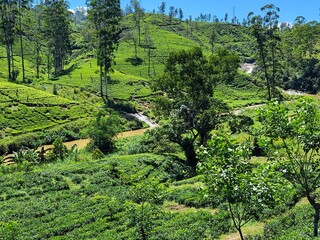 Plantation de thé. Région de Maskeliya, Sri Lanka. © Didier San Martin