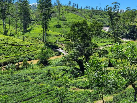 Plantation de th&eacute;. R&eacute;gion de Maskeliya, Sri Lanka.