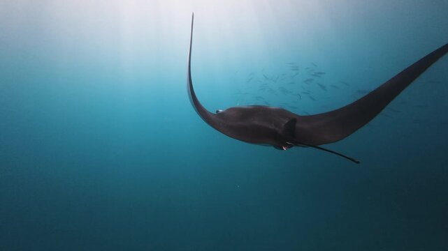 A manta ray swims by a school of fish as sun rays are cast through the clear blue ocean