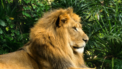 portrait of a lion © Theus_BgA 