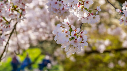 Fototapeta premium Cherry blossoms bloom in a park during spring, attracting visitors to enjoy nature and take pictures