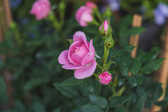 Blooming pink roses in a garden setting nature photography vibrant floral environment