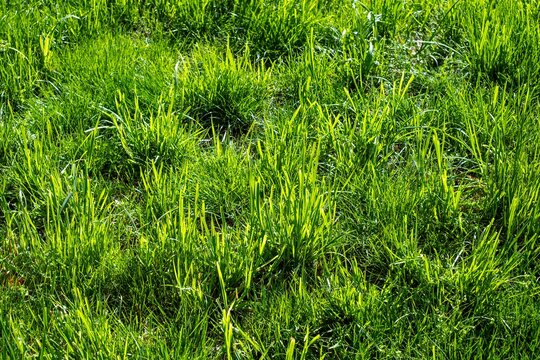 Wild green grass field texture and background