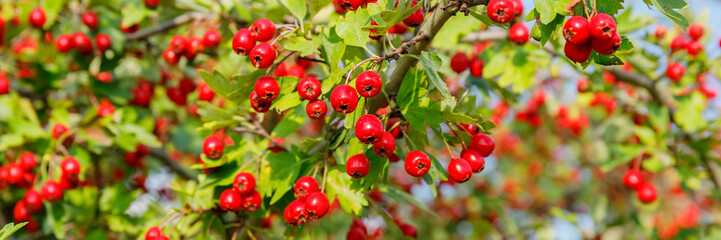 Hawthorn tree branches with clusters of bright red berries in sunlight during autumn season © Fleuronica