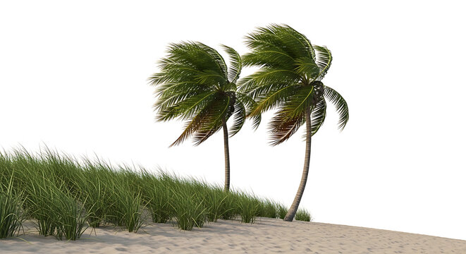 Two palm trees and green bushes on a sandy shore, isolated with a white background, showing a windy tropical beach scene