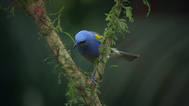 Golden chevroned tanager (Thraupis ornata) perched on a branch in Atlantic Rain Forest	