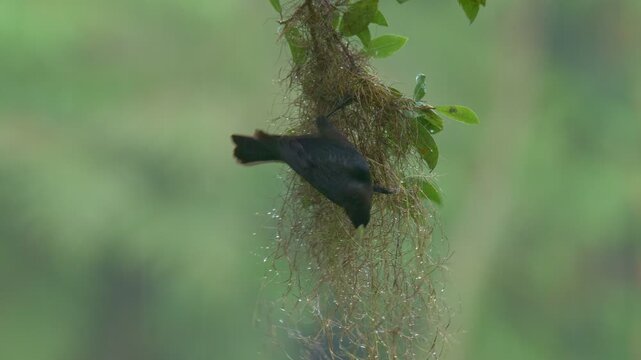 Red-rumped Cacique (Cacicus haemorrhous) Building Hanging Nest in rainy Tropical Rainforest
