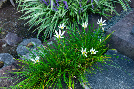 道端に咲くタマスダレの花
