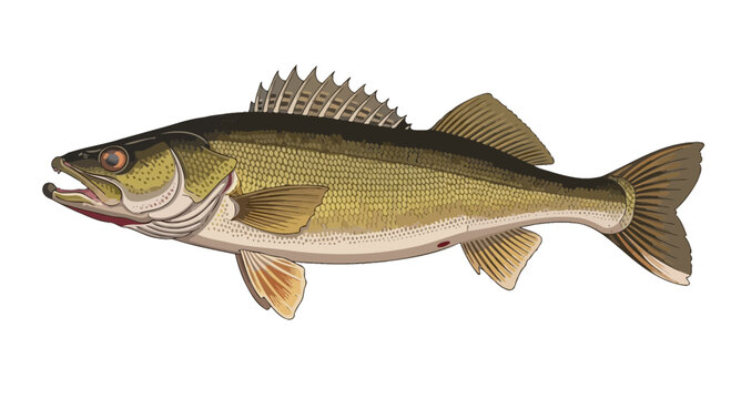 Walleye Fish Illustration - Freshwater Predator with Open Mouth and Spiny Dorsal Fin