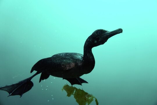 Silhouette bird underwater 
