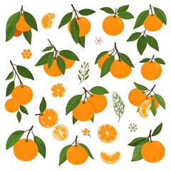Obraz premium Hand drawn oranges and citrus slices pattern on white.