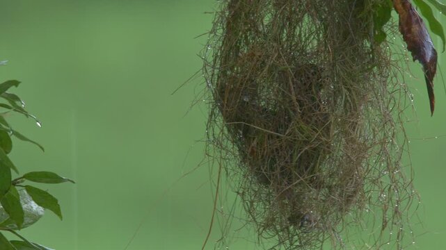 Red-rumped Cacique (Cacicus haemorrhous) Building Hanging Nest in rainy Tropical Rainforest