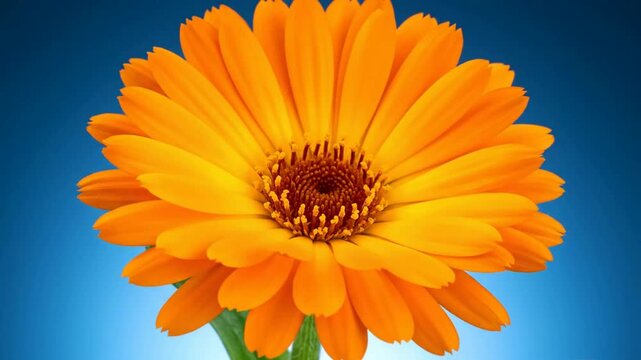 Time-lapse of calendula flower blooming against a blue background: vibrant orange petals opening in macro detail