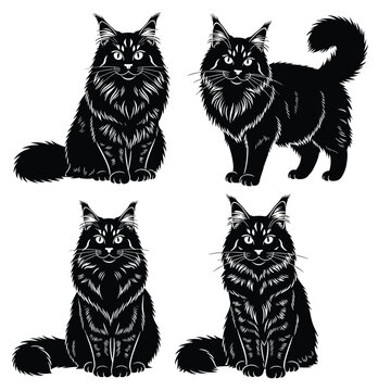 Set of four hand drawn illustrations of fluffy Maine Coon cats.