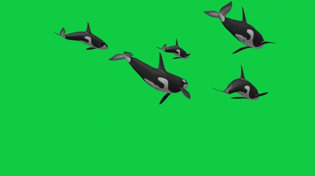 Orca Pod Underwater Animation &ndash; Low Angle, Side Tracking, Front Approach, Close Pass &ndash; Cinematic Green Screen Overlay 4K