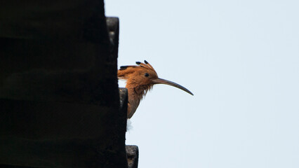 Eurasian hoopoe (Upupa epops) sitting on the roof © Champ