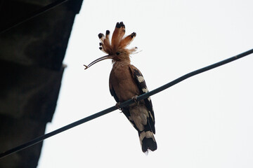 Eurasian Hoopoe (Upupa epops) on a wire © Champ