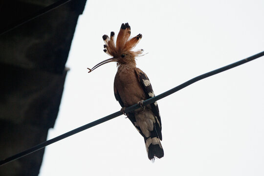 Eurasian Hoopoe (Upupa epops) on a wire