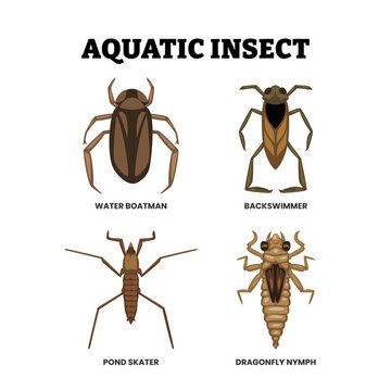 Set of different types of aquatic insects types set collection. Labeled water boatman, backswimmer, pond skater and dragonfly nymph. Flat vector illustration.