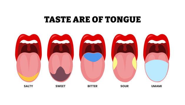 Different types of taste area of tongue types. Human mouth isolated on white background. basic taste areas. Labeled salty, sweet, bitter, sour, umami. Vector educational illustration.
