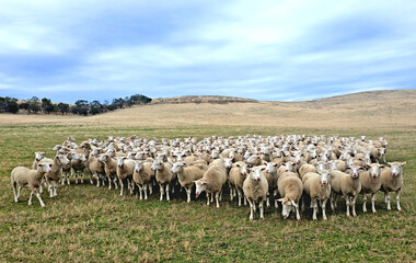 Obraz premium Numerous sheep stand together in a wide open field with rolling hills
