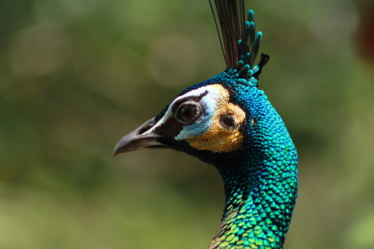 Close-up side profile of a peacock head showing vivid blue and green plumage with blurred background