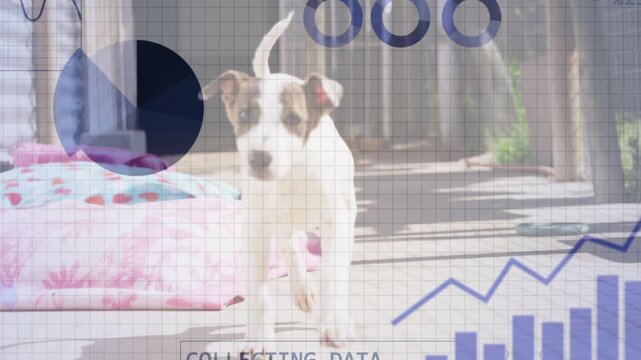 Puppy entering left sniffing pink bed and activating tech overlay collecting analysing data graphs