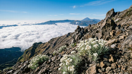Fototapeta premium White Javanese Edelweiss flowers blooming on rugged volcanic mountain peak