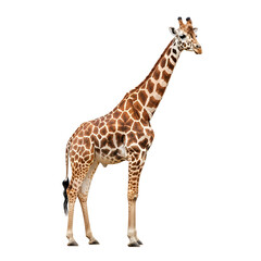 Obraz premium Majestic giraffe standing tall in natural savanna habitat with clear blue sky background