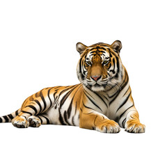 Obraz premium Young majestic bengal tiger resting on white background with soft natural lighting