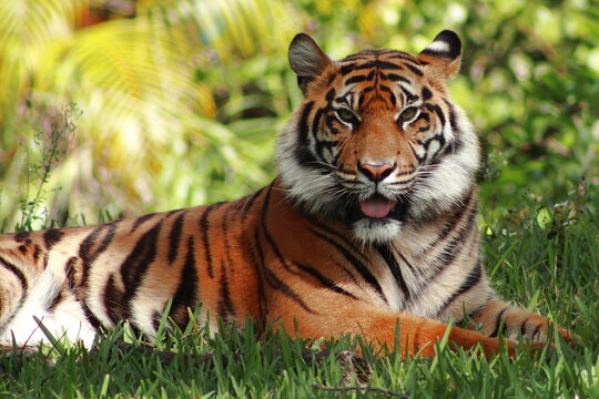Bengal tiger in captivity with its beautiful colors - Panthera tigris tigris the biggest cat in wild in Indian