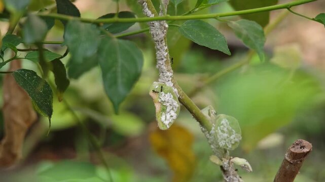 Aphids in garden vegetables.