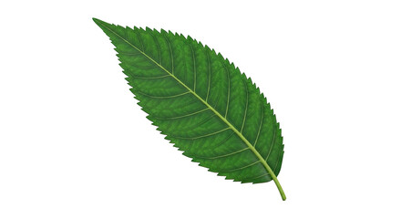 Fototapeta premium Green Serrated Leaf with Prominent Veins