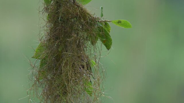 Red-rumped Cacique (Cacicus haemorrhous) Building Hanging Nest in rainy Tropical Rainforest