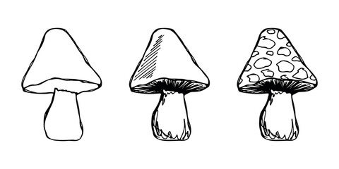 Hand drawn mushroom doodle set Botanical illustration Cute autumn mushroom Healthy eco food Organic vegetarian food For stickers, greeting card, design, print, packaging, decor, kids books © Daria Shane
