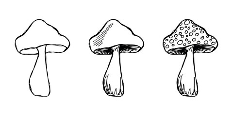 Hand drawn mushroom doodle set Botanical illustration Cute autumn mushroom Healthy eco food Organic vegetarian food For stickers, greeting card, design, print, packaging, decor, kids books © Daria Shane