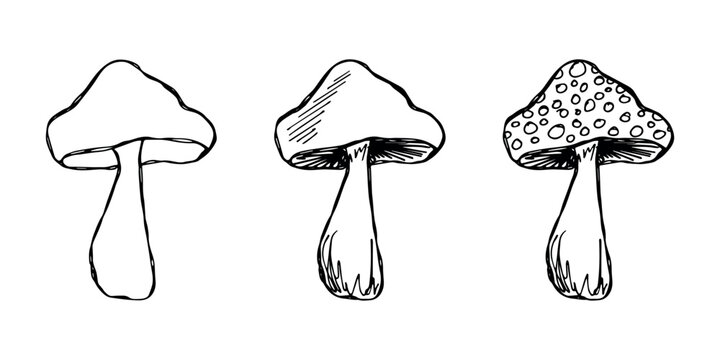 Hand drawn mushroom doodle set Botanical illustration Cute autumn mushroom Healthy eco food Organic vegetarian food For stickers, greeting card, design, print, packaging, decor, kids books