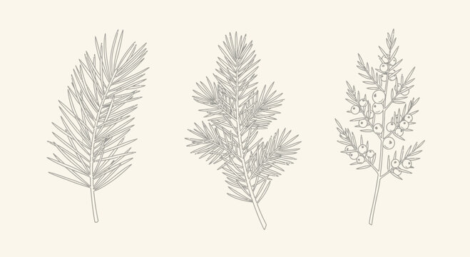 Elegant botanical illustrations of conifer branches with detailed outlines