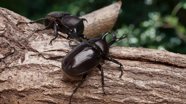 カブトムシのオス同士のケンカの4K動画