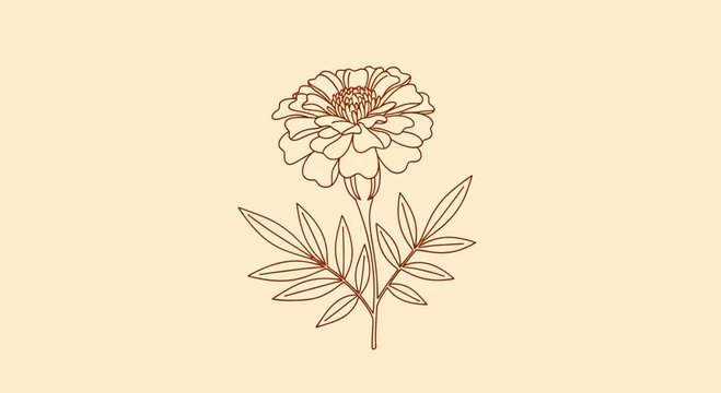 Elegant floral line art illustration of a marigold flower with detailed leaves