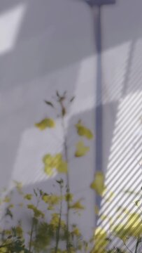 Vertical video: Tall yellow stalks swaying as camera tilting upward revealing turbine to show scale