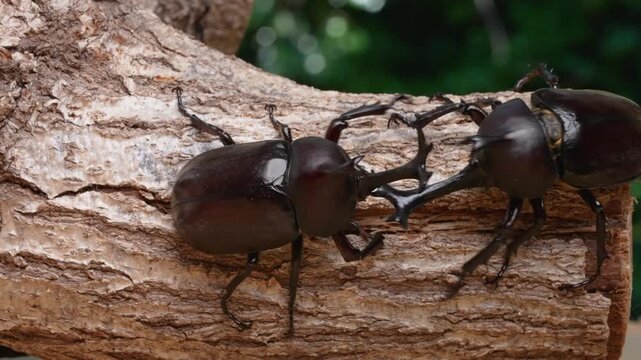 カブトムシのオス同士のケンカの4K動画