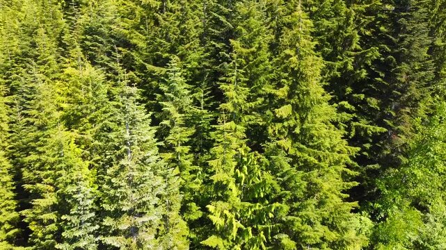 Lush green Western Red Cedar trees on a sunny mountainside aerial drone moving towards